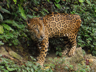 Jaguar Animal Running