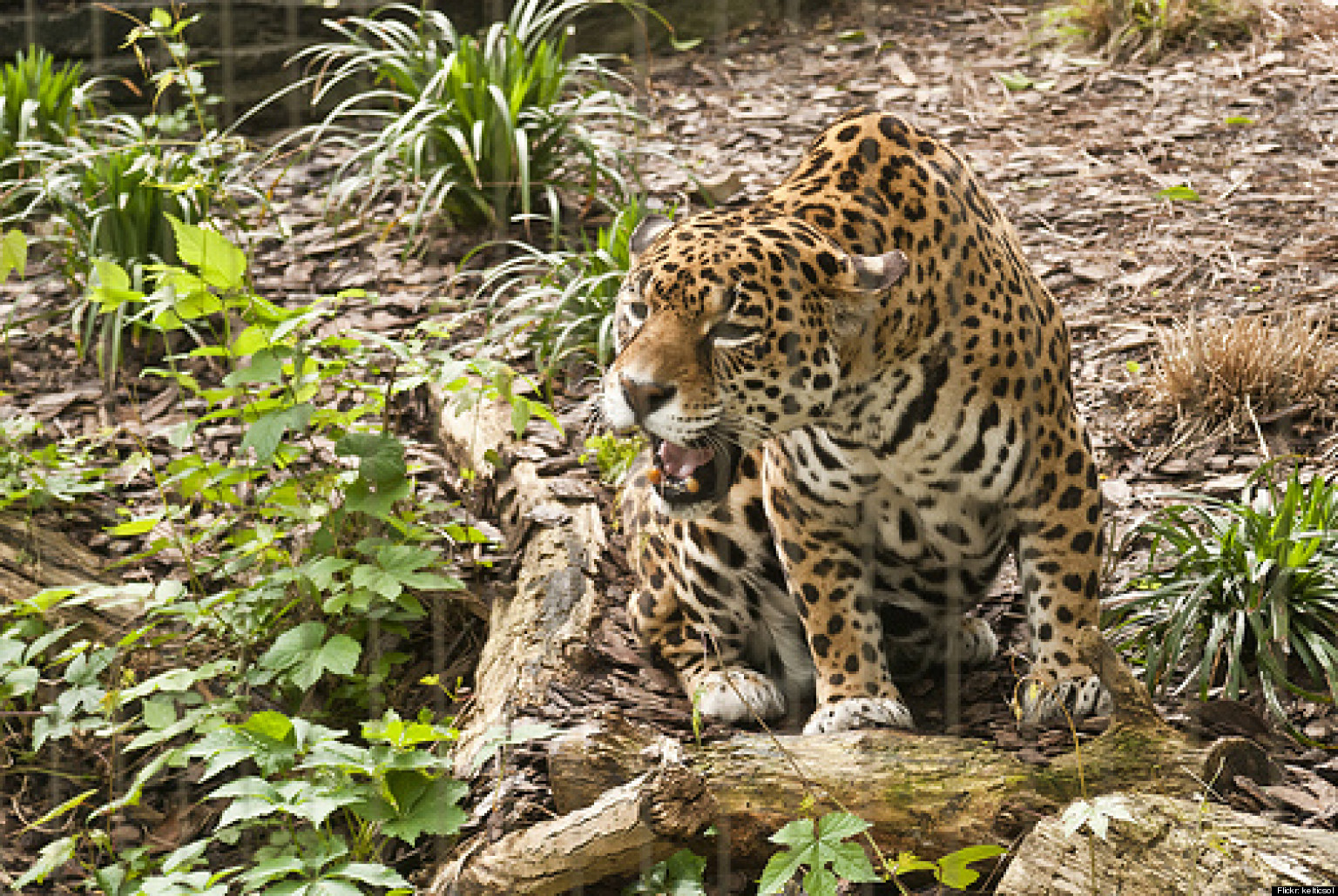 Jaguar Animal Running