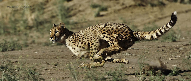 Jaguar Animal Running Speed