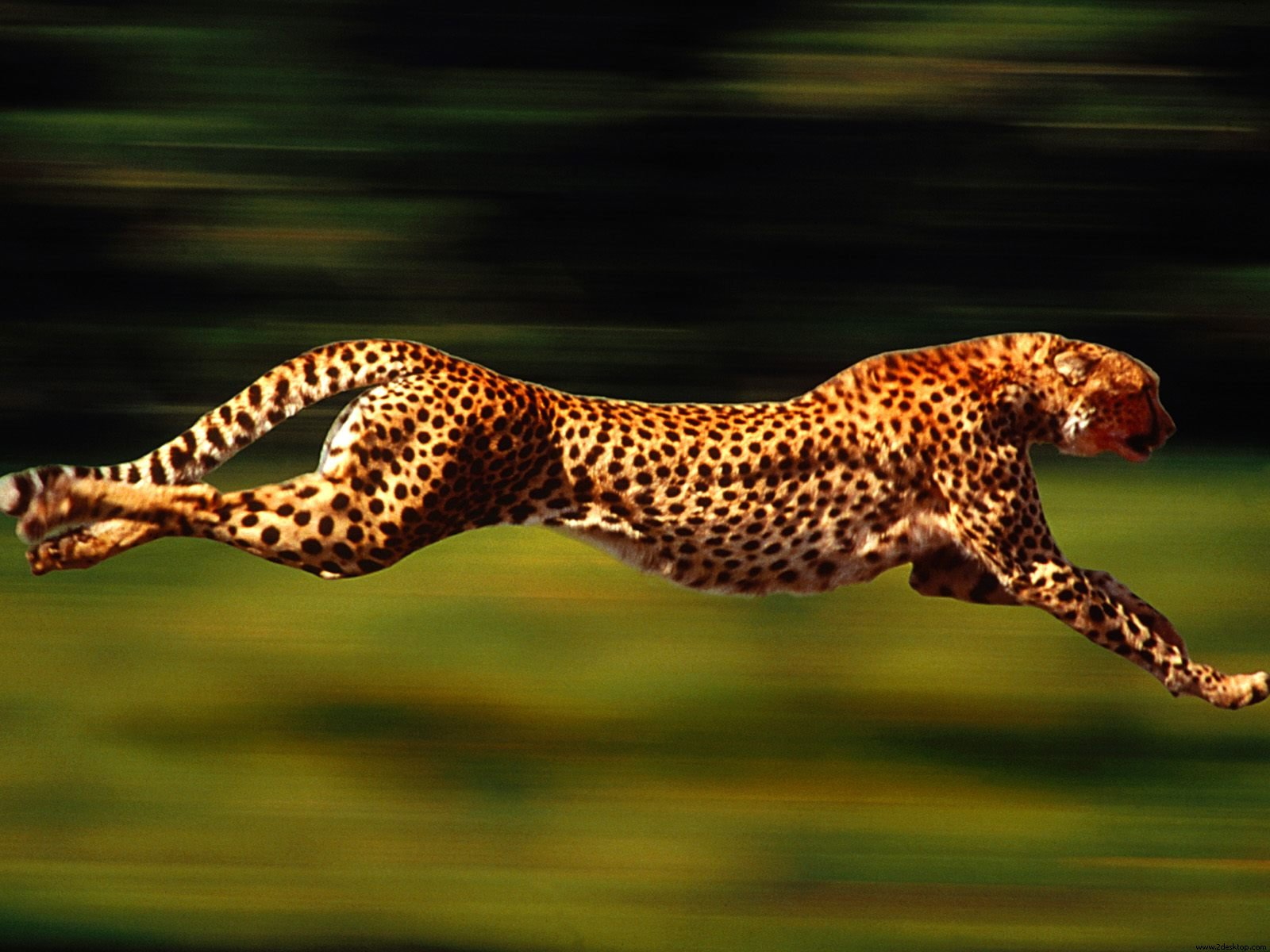 Jaguar Animal Running Speed