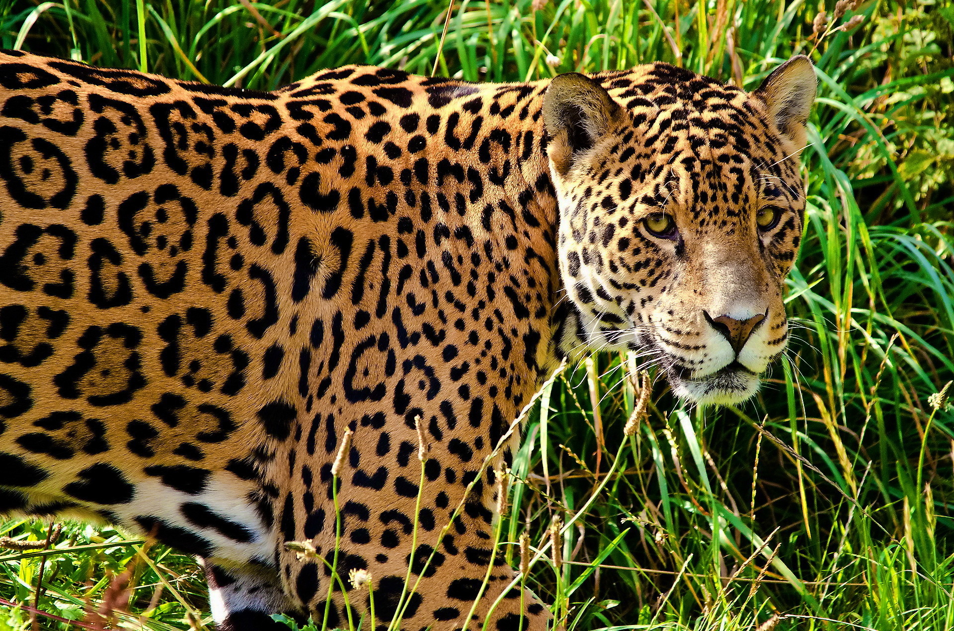 Jaguar Animal Wallpaper