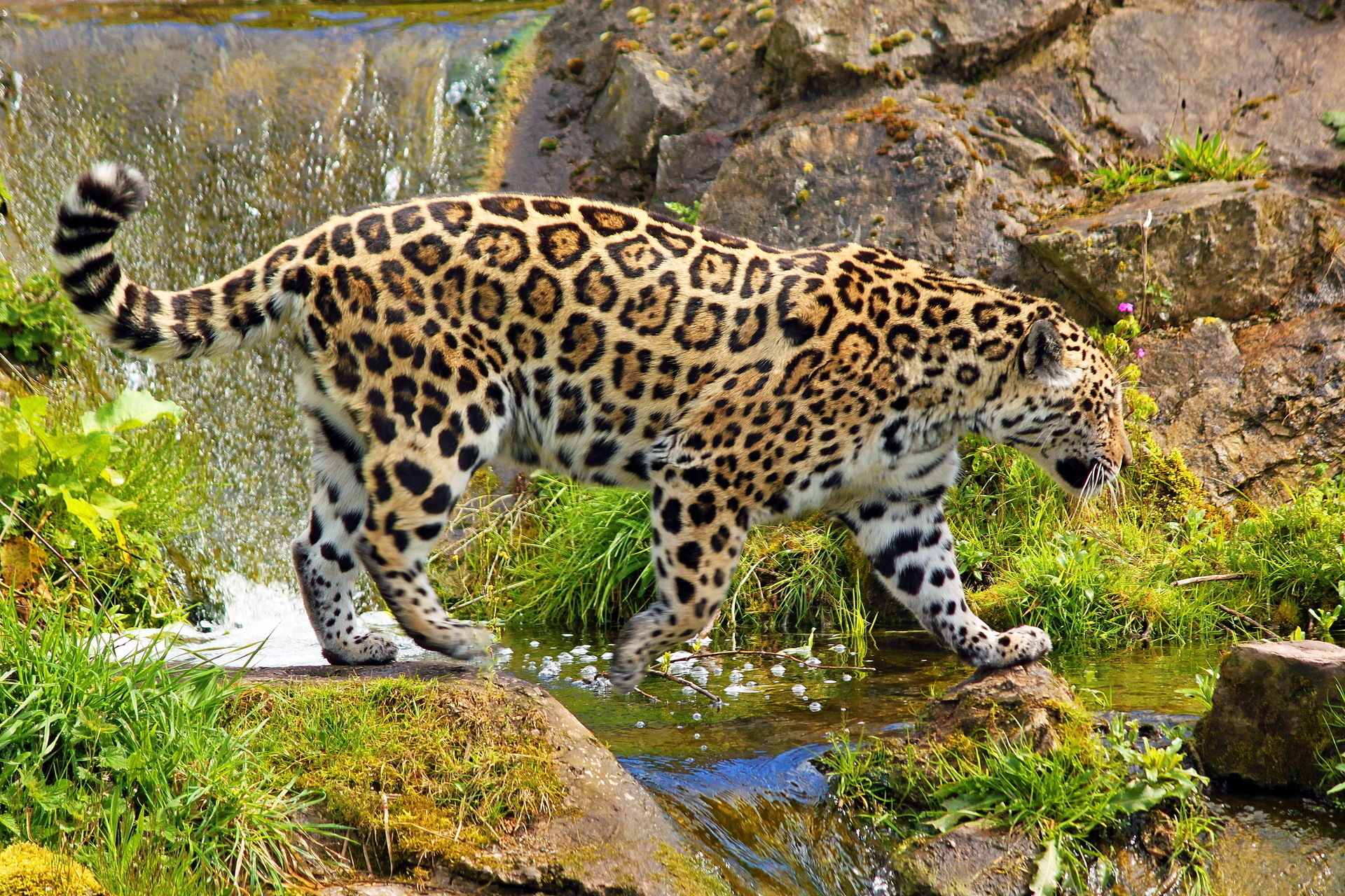 Jaguar Animal Wallpaper