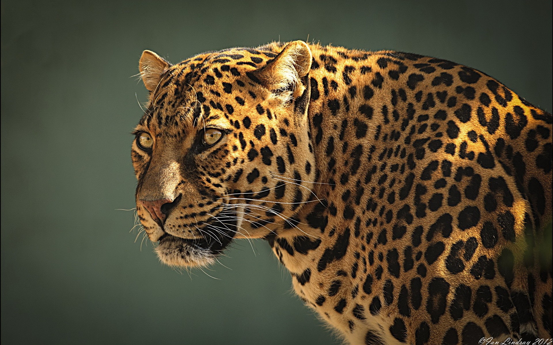 Jaguar Animal Wallpaper