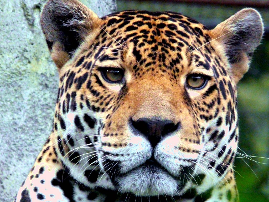 Jaguar Animal Wallpaper