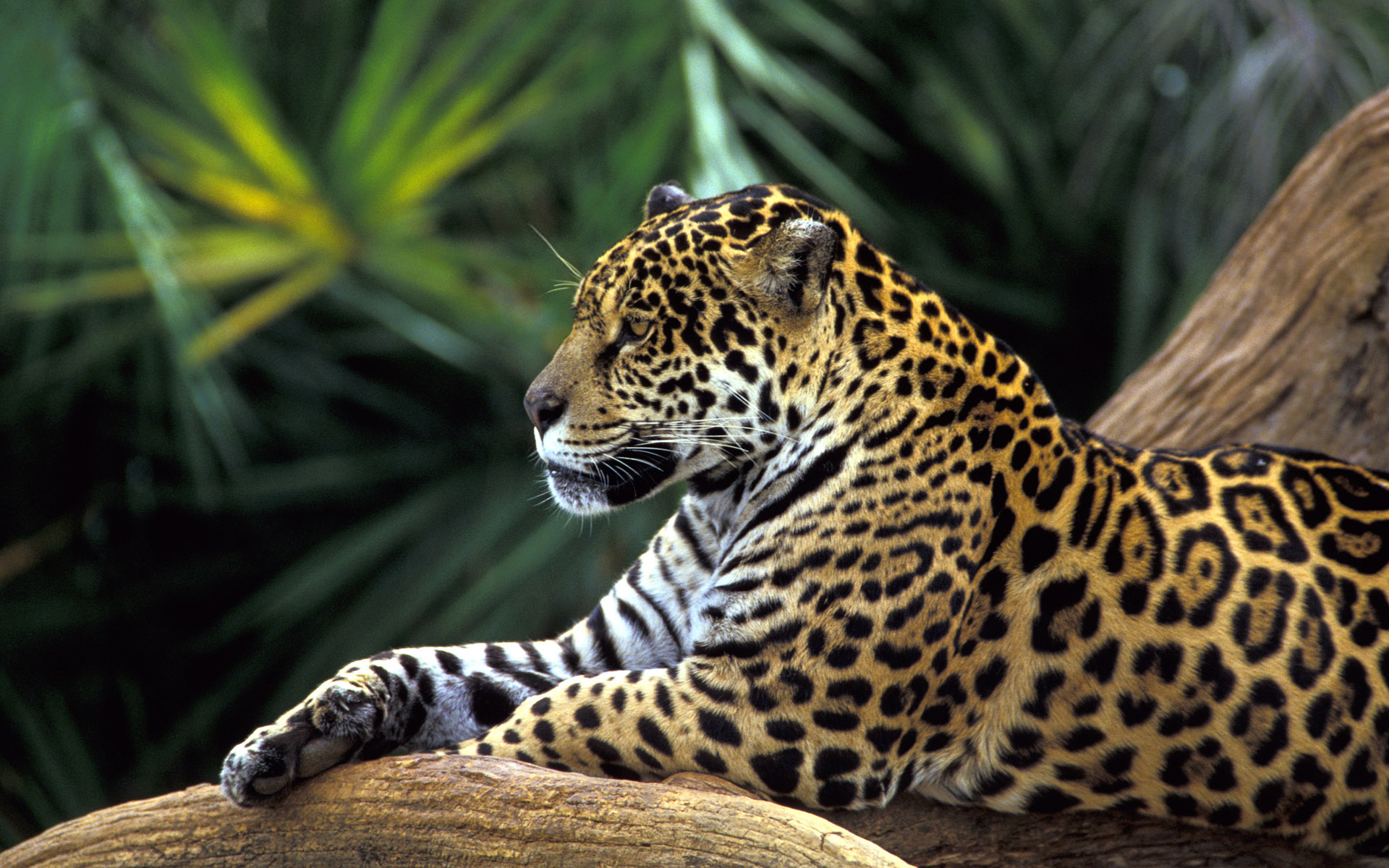 Jaguar Animal Wallpaper Hd