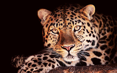 Jaguar Animal Wallpaper Hd