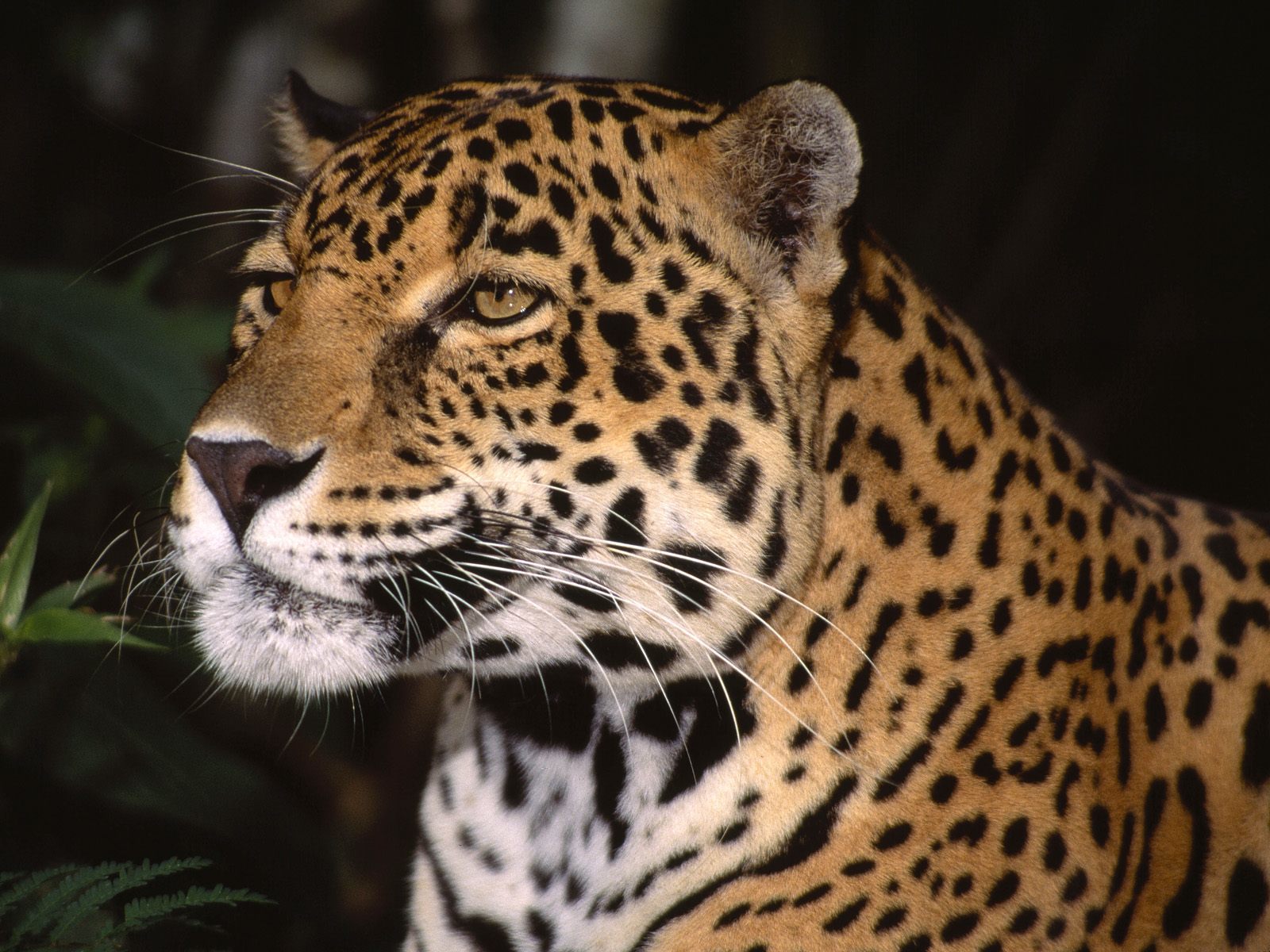 Jaguar Animal Wallpaper Hd