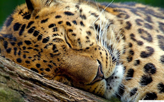 Jaguar Animal Wallpaper Hd