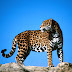 Jaguar Animal Wallpaper Hd