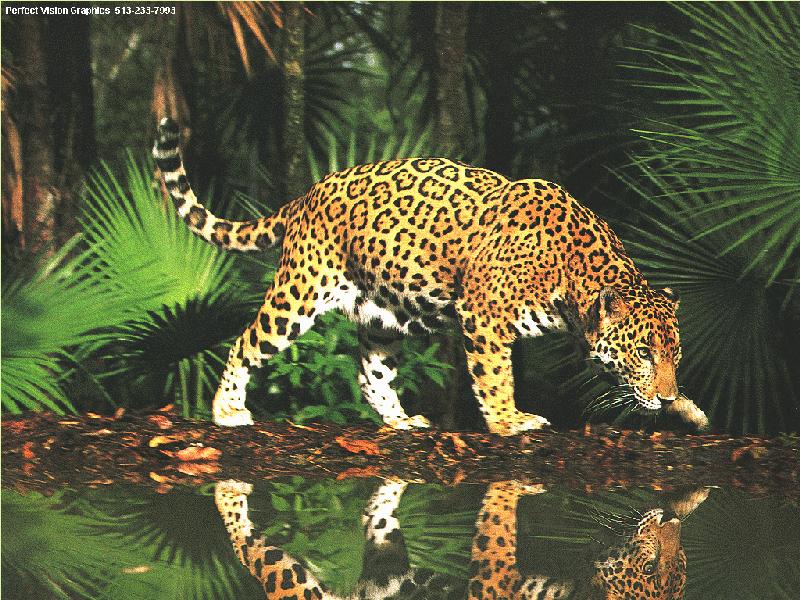 Jaguar Animal Wallpaper Running