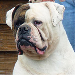 Johnson American Bulldog Puppies For Sale In Florida