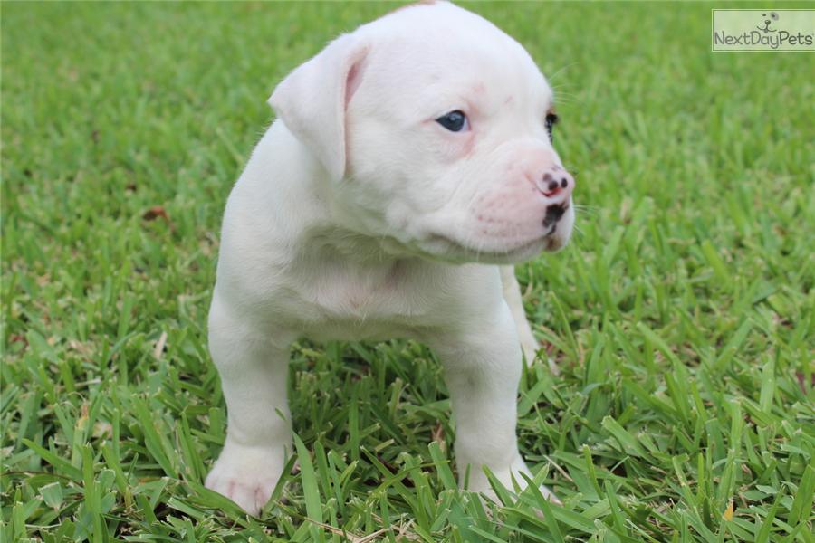 Johnson American Bulldog Puppies For Sale In Florida