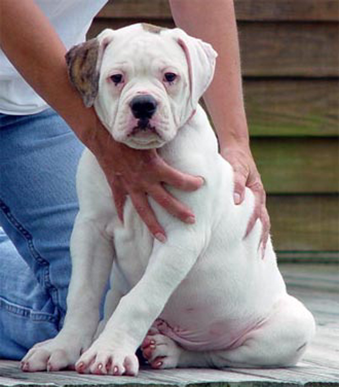 Johnson American Bulldog Puppies For Sale In Florida