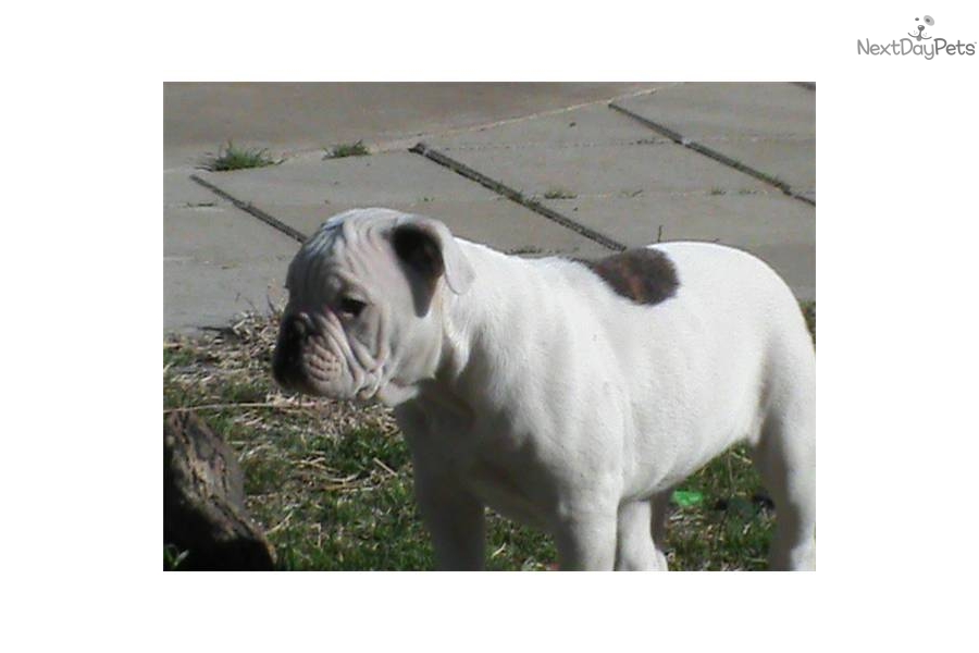 Johnson American Bulldog Puppies For Sale In Georgia