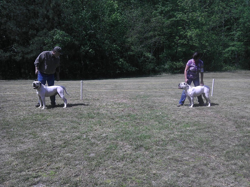 Johnson American Bulldog Puppies For Sale In Georgia