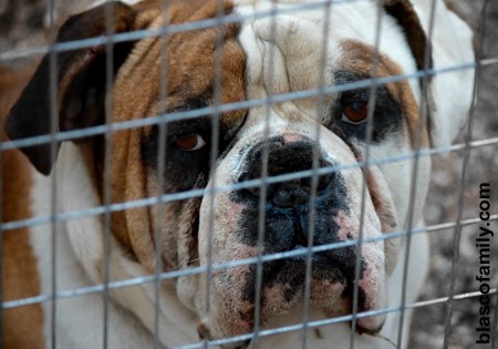 Johnson American Bulldog Puppies For Sale In Georgia