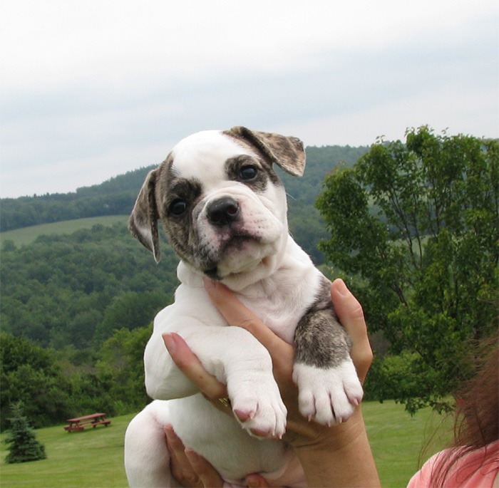 Johnson American Bulldog Puppies For Sale In Georgia