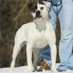 Johnson American Bulldog Puppies For Sale In Georgia