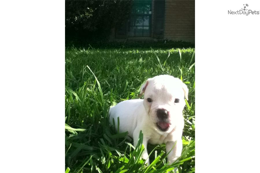 Johnson American Bulldog Puppies For Sale In Texas