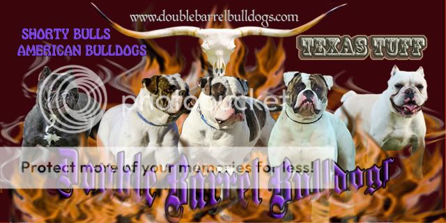 Johnson American Bulldog Puppies For Sale In Texas