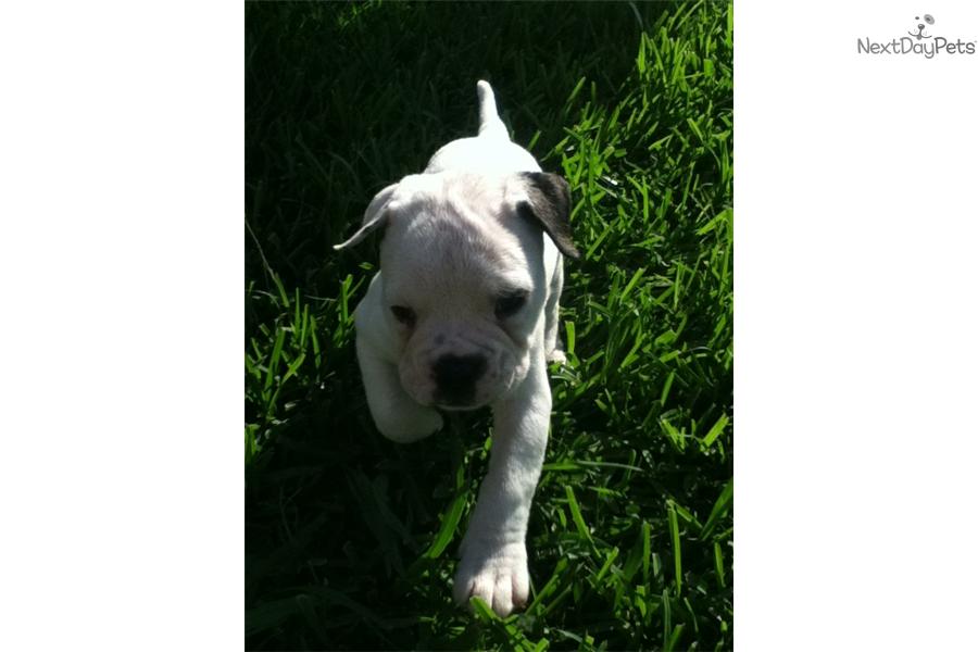 Johnson American Bulldog Puppies For Sale In Texas