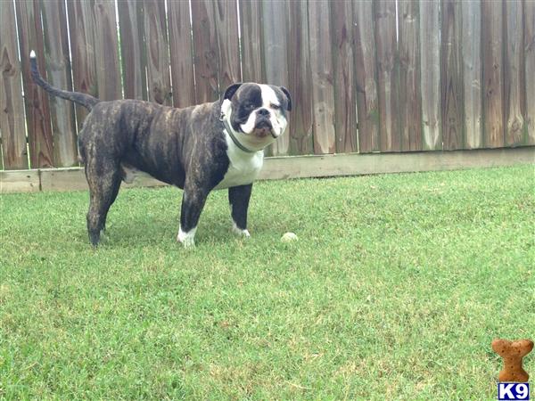 Johnson American Bulldog Puppies For Sale In Texas