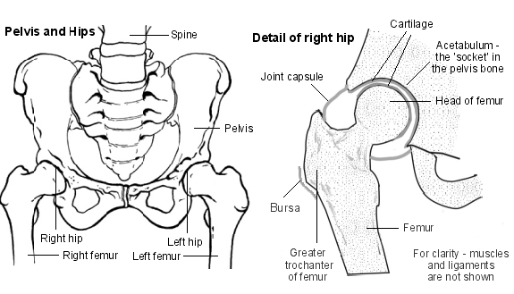 Joint Pain Leg And Hip