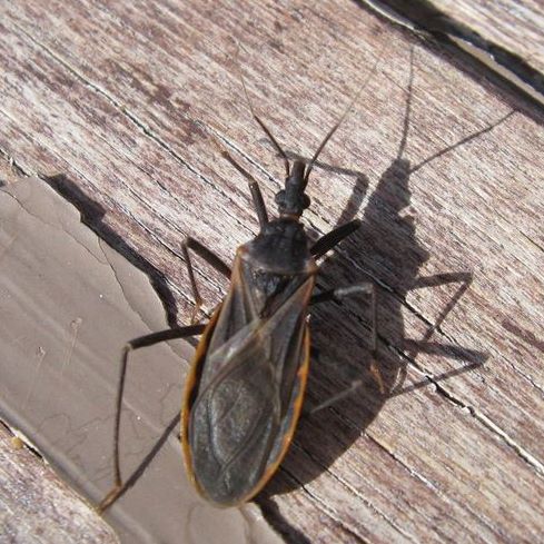 Kissing Bug