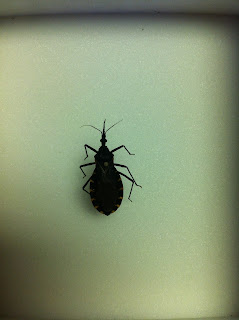 Kissing Bug