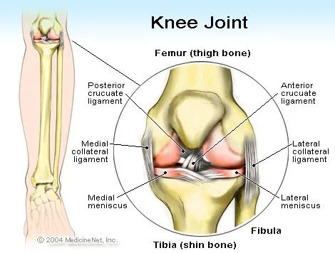 Knee Joint Pain Relief