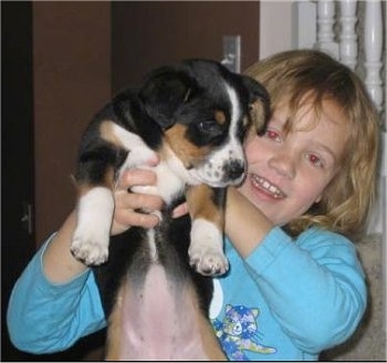 Lab Australian Shepherd Mix Puppies