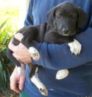 Lab Australian Shepherd Mix Puppies