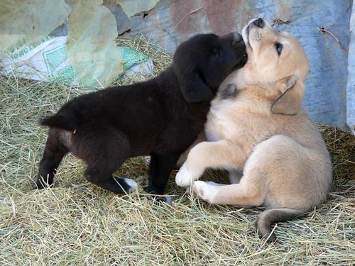 Lab Australian Shepherd Mix Puppies