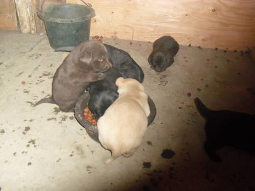 Lab Australian Shepherd Mix Puppies