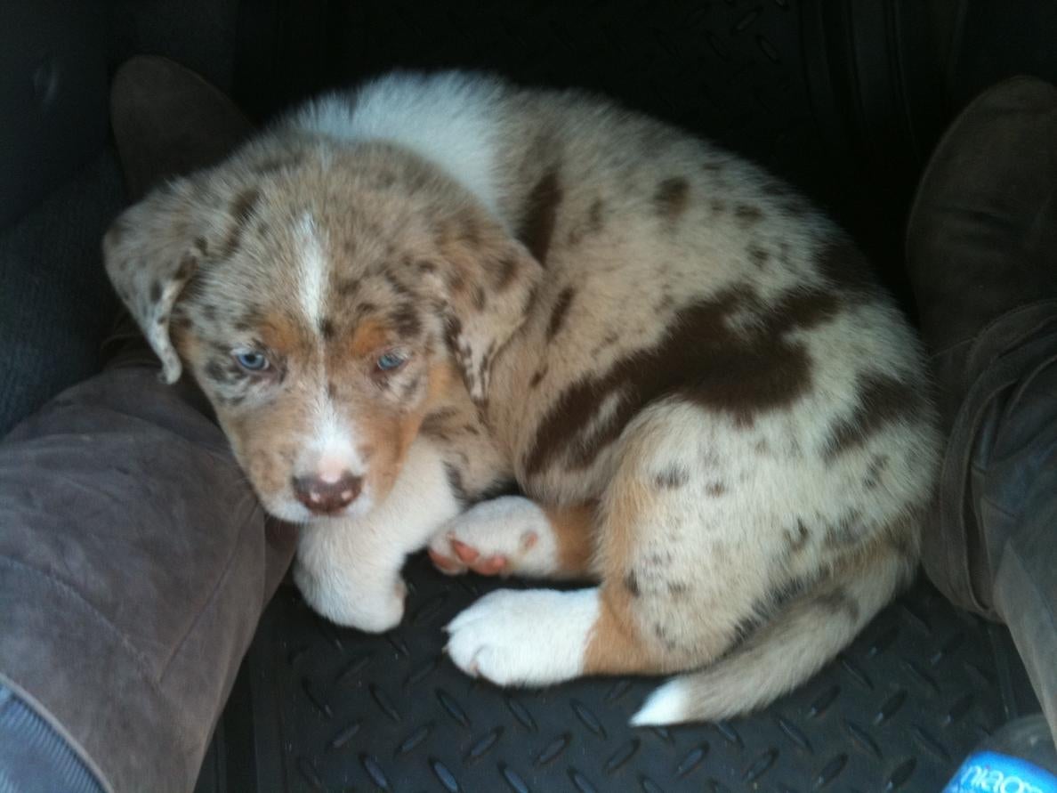 Lab Australian Shepherd Mix Puppies