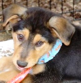 Lab Australian Shepherd Mix Puppies