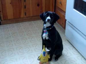 Lab English Springer Spaniel Mix