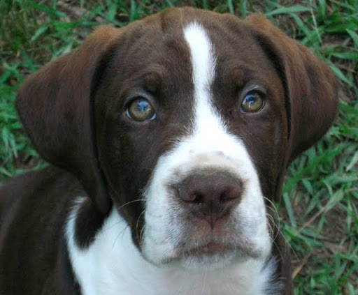 Lab English Springer Spaniel Mix