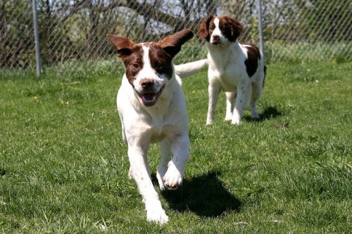 Lab English Springer Spaniel Mix