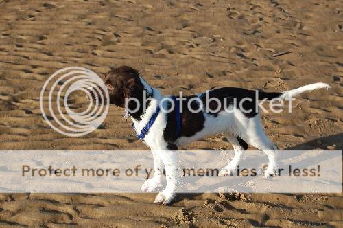 Lab English Springer Spaniel Mix