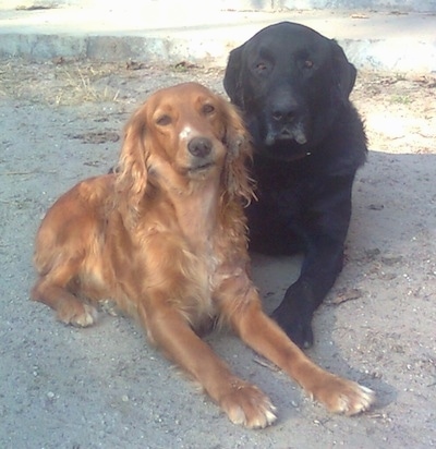 Lab English Springer Spaniel Mix