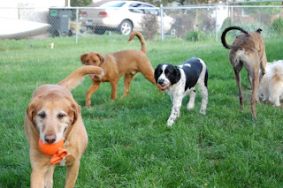 Lab English Springer Spaniel Mix