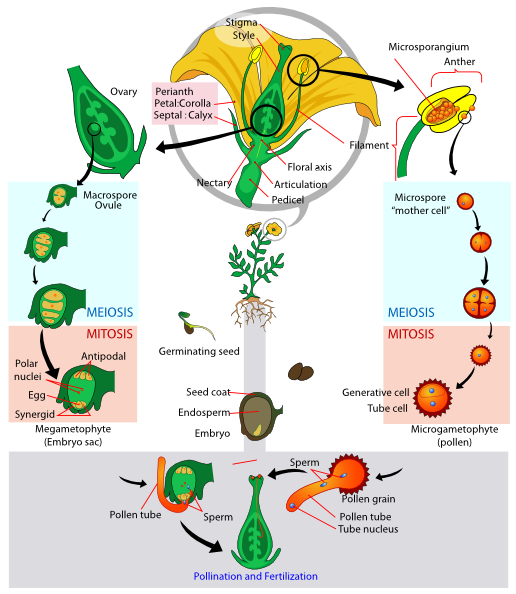 Life Science Clipart