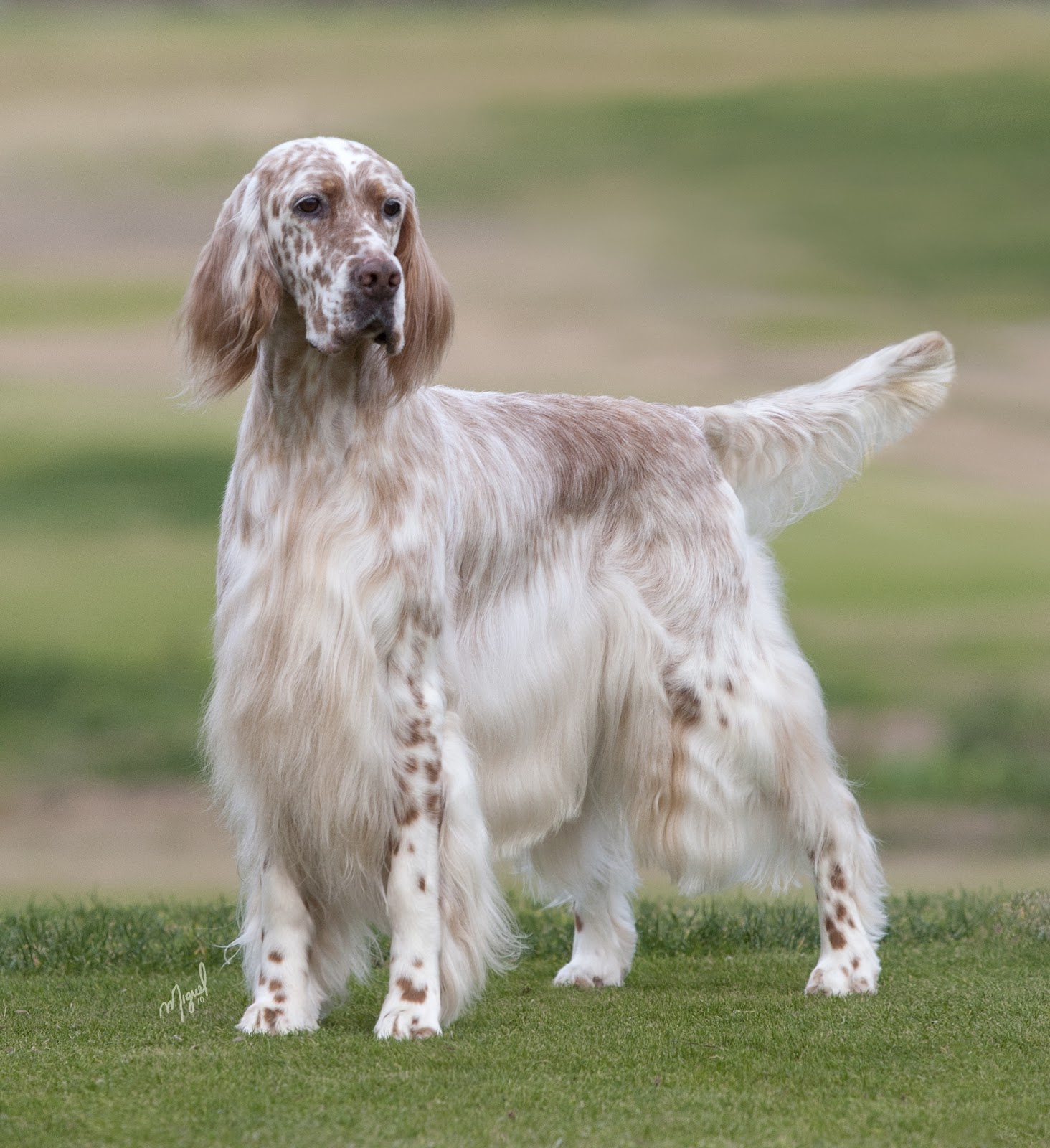 Llewellin English Setter Puppies