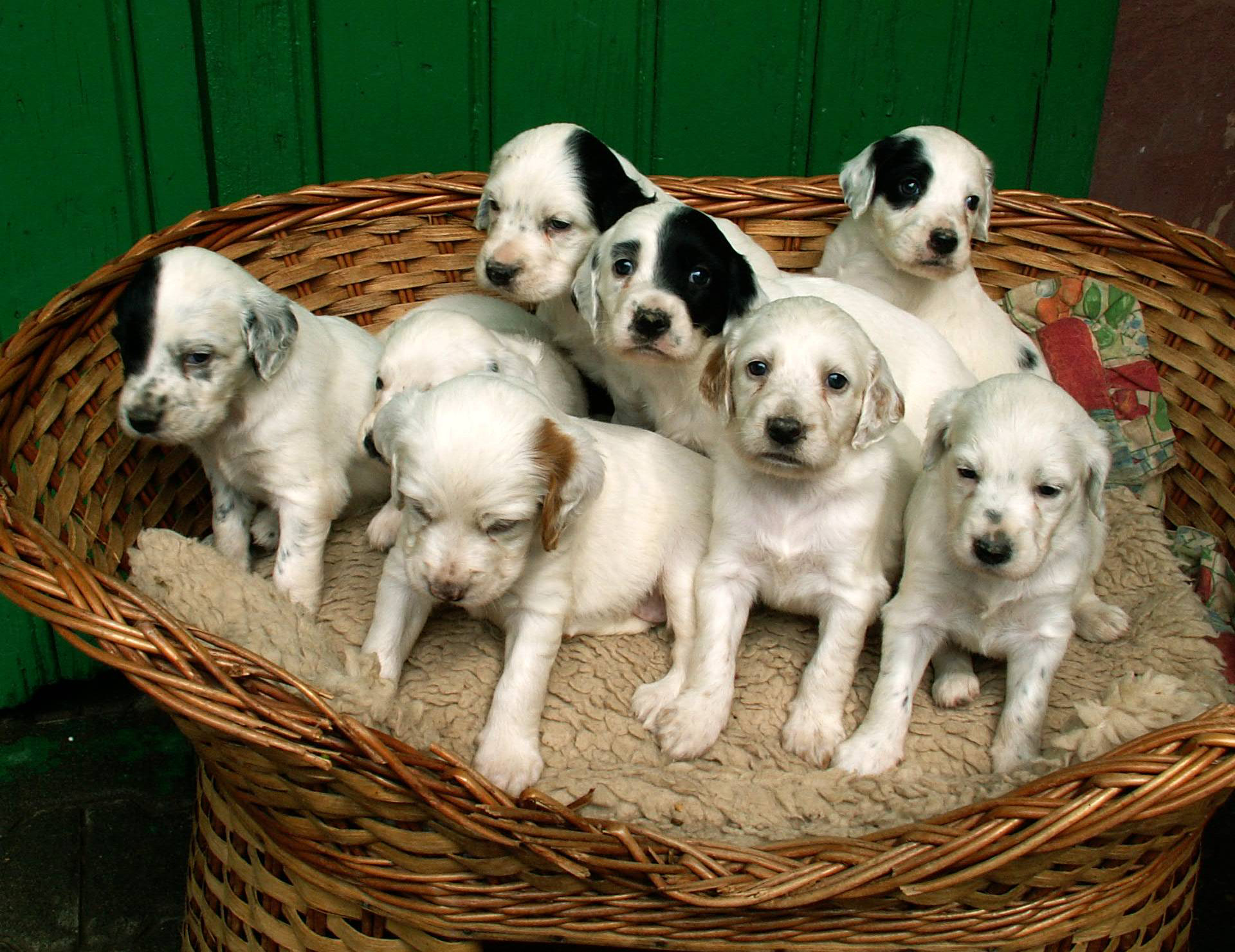 Llewellin English Setter Puppies