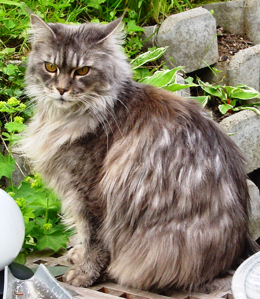 Maine Coon Russian Blue Mix