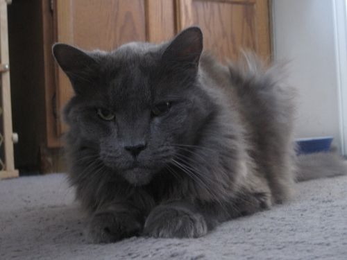 Maine Coon Russian Blue Mix