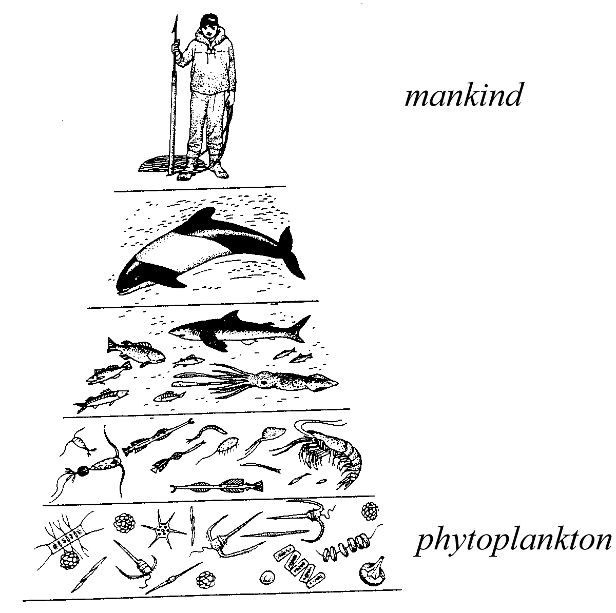 Marine Food Chain Diagram