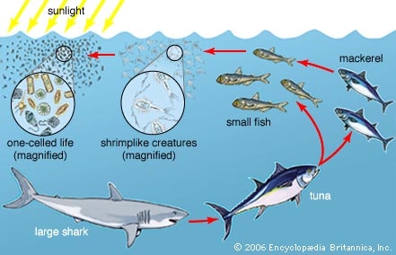 Marine Food Chain Diagram