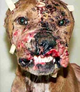 Michael Vick Dog Abuse Pictures